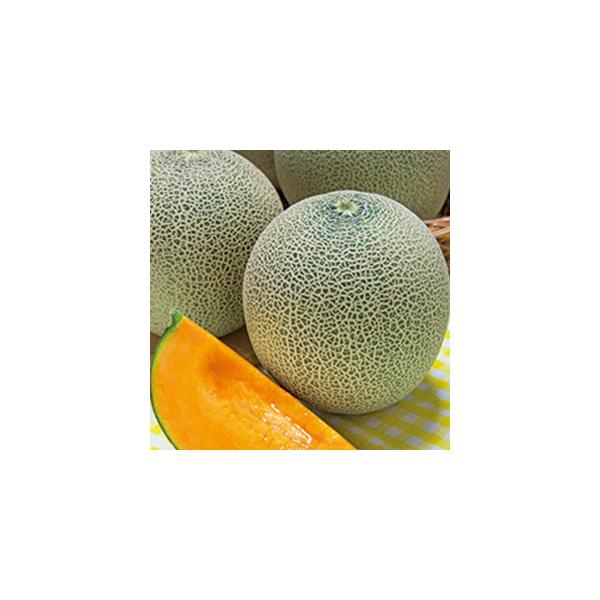 ●幅広い作型に対応耐暑性にすぐれ、低温期でも生育が緩慢になりにくい。ハウスからトンネル作まで栽培適応幅が広く安定生産が可能な赤肉ネットメロン。●高い市場性種子部が小さく、皮際まで赤く着色して果肉が厚い。肉質は緻密で日もちがよく、高糖度で安定...