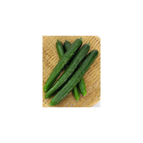 まがったキュウリ 11900009_s.jpg