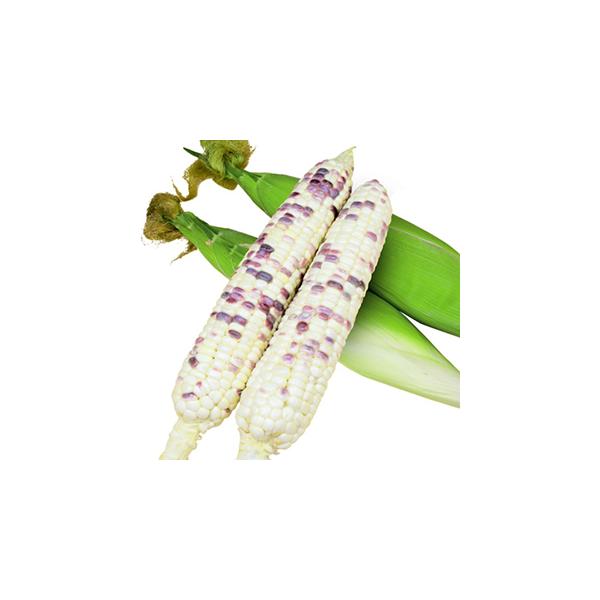 品種特徴　○直売所出荷に向く、もちもち食感が珍しい白と紫のとうもろこし。　○穂重は約320ｇ、穂長は約28cmで甘味とモチ感のバランスが良い。　○紫粒の発生率は35％前後で播種後約80〜85日が収穫目安。　○草丈はスイート種と比較して高くな...