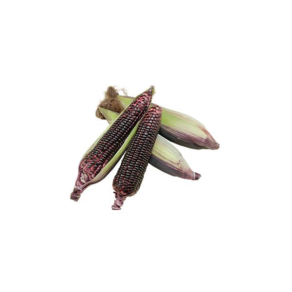 品種特徴　○直売所出荷にも向く、もちもち食感が珍しい紫とうもろこし。　○穂重は約300ｇ、穂長は約25cmで甘味もモチ感も強い。　○播種後約80〜85日が収穫目安。　○バイカラー種と比較して草丈は低い。　○草丈はスイート種と比較して高くなる...