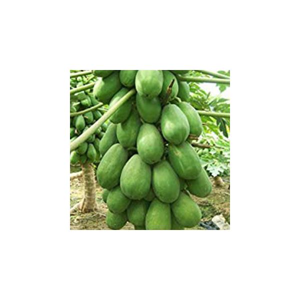 パパイヤの種 【ハワイオウロ】 20ml ( 野菜の種 )
