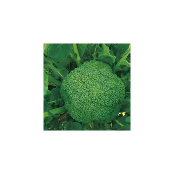 ubR[̎ X[p[h[ ܁i1D1mlj