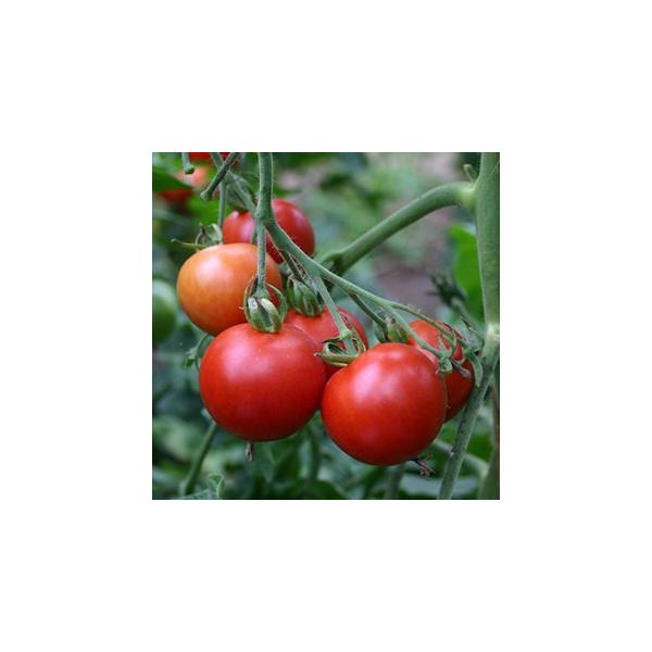 明るい赤色でゴルフボール大。中玉早生で丈夫。欧州で長く愛されている品種。路地栽培・ハウス栽培どちらでも育て易い。生でも加熱しても美味。