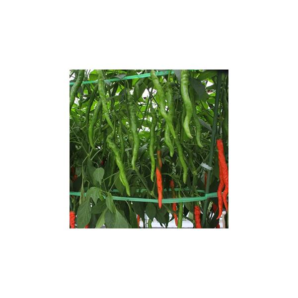 太めでねじれるチョイ辛い『ひもとうがらし』完熟前にはオレンジ〜赤の「まだらの紐」に。極早く収穫できる。タネのついているワタ部を除くと辛みは和らぐ。栽培上の注意枝が分かれるたびに花が付くので内向きの枝を中心に取り除き、込み合わないようにします...