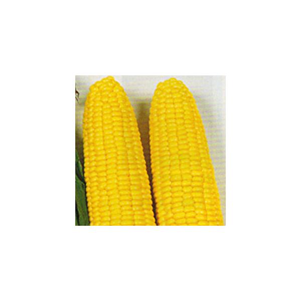 本種は、播種後８８〜９０日で収穫期に達する中早生種である。雌穂は、包葉の被りはよく、約４３０g超(皮付穂重)の大型穂でよく揃う品種である。先端稔実性に秀れ、先まで粒がつまる。粒列は１６〜１８条で粒並びがよい。従来の品種と比べ糖度ののりがよく...