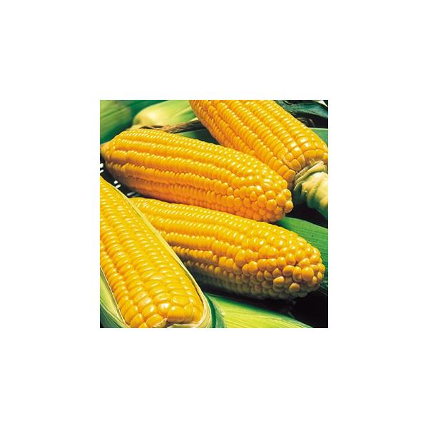 甘さ抜群で、粒皮が特に柔らかく食味が特に優れたイエローコーン。　熟期は一般地のマルチ栽培で、播種後85日程度の中早生種。　雌穂は380g前後でボリュームがあり、外皮は濃緑で旗葉も大きく包皮のしまりも良い。又、先端不稔が少なく、秀品率も高い。...