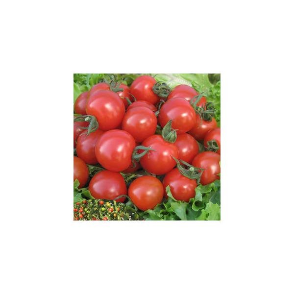 g}g̎ ~jg}g@CFll 500