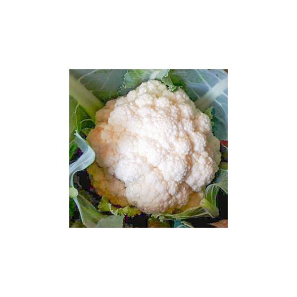 早生種。定植後夏場60日〜秋70〜80日で収穫適期。花蕾は豊円で締り良し。揃い良好。アントシアニンの発生は少ない。耐暑性も持ち合わせている。葉色は濃緑で樹が旺盛で、株をしっかり作れば花蕾は25cmほどまで大きくすることも可能。栽培上の注意準...