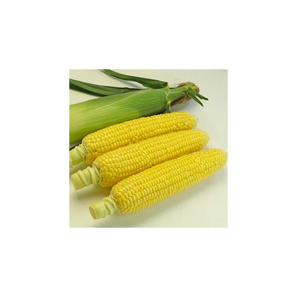 ・播種後84日前後で収穫可能なイエロー種。・草丈は150〜160cmと小柄で強風の影響を受けにくい。・生育旺盛で根張りが強く、茎も極太のため倒伏に強い。・ミルキースイーツより一番穂の太りが早く、穂径が太い。穂重は450g以上で、２L率も高い...