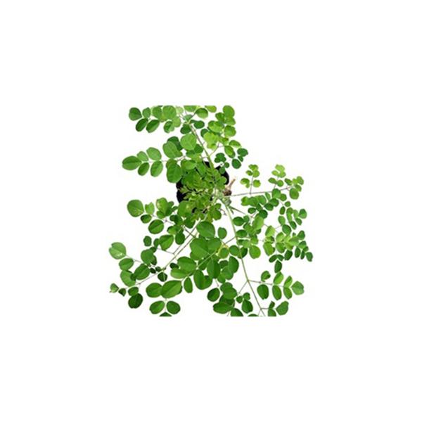 「奇跡の樹」と言われ近年ではスーパーフードとして注目されています。　一般的に葉をお茶、または乾燥パウダーにして料理に 加えて利用します。　Co2吸収能力が高く環境保全植物としても優れています。　九州以北では露地での越冬はできませんが、　生育...