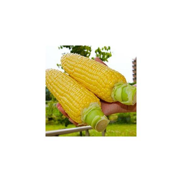 ・83日タイプの早生イエロー種。　・ハウス〜露地マルチ栽培に適するが、特にトンネル栽培に好適。　・低温環境においても発芽が安定し、初期生育も良好。　・草丈は低く170cm程度でトンネル作型に適する。　・「おおもの」同様に皮付き穂重500g以...