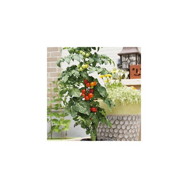 g}g̎ ~jg}g@z[r[ ܁i10j