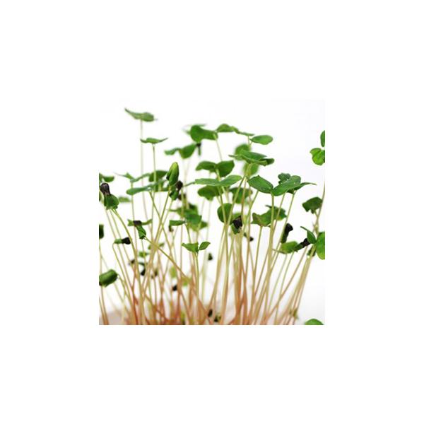 クセがなく、シャキシャキした食感で茎は薄ピンク色できれい。近年注目のフィトケミカルが豊富なヘルシースプラウト。