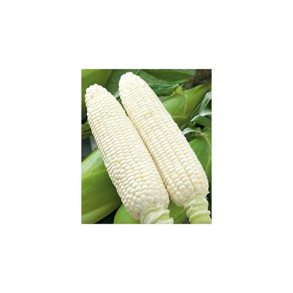 商品特徴極良質で甘さ際立つ、栽培性の高い中生のホワイト種！極良質強甘味種糖度が20度にも達することがあるほど甘味が極めて強い白粒種。粒皮は極良質でやわらかく光沢がありしなびにくい。倒伏に強く栽培容易草丈は170cm程度で草勢が強い。根張りが...