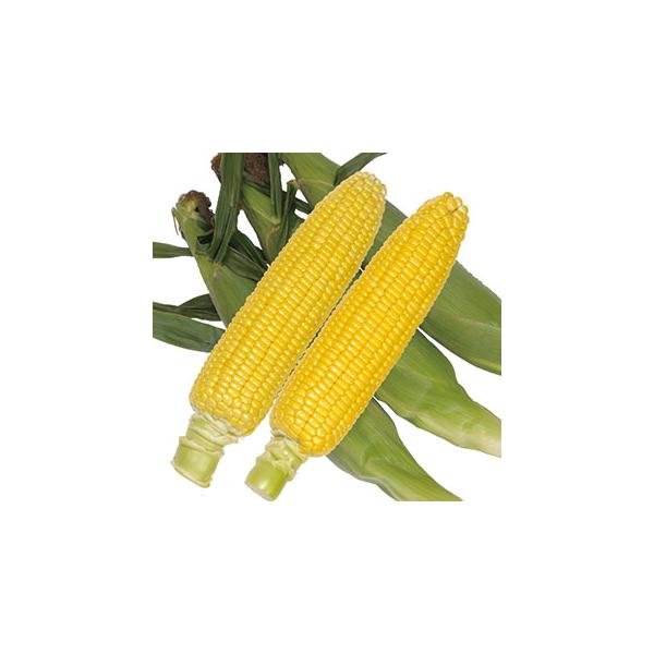 特性・特徴・播種後84日前後で収穫できる早生品種。・草丈が低く、耐倒伏性にやや優れ、分げつは少なめ。・包皮のしまりが良好で先端露出のリスクが少ない。・穂長が長く、比較的大穂となる。・促成栽培でも先端稔実は安定して良好。・ジューシーな甘みで、...