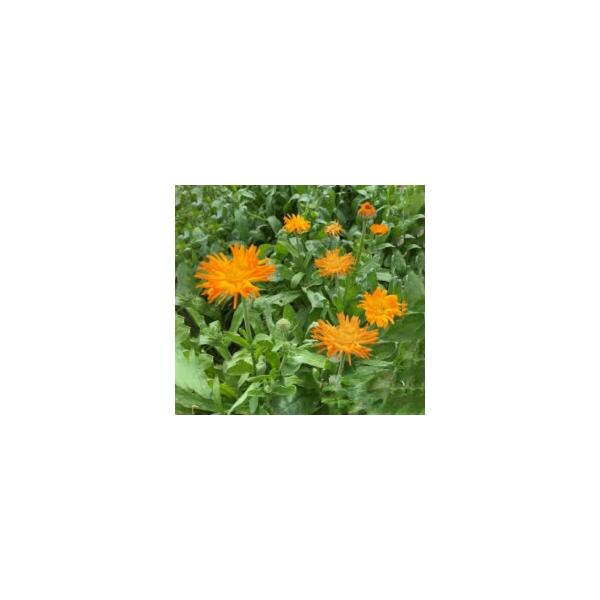 【利用方法】寒さに強く、土壌を選びません。秋まきすると早春から咲き始め長期間楽しめます。花は一重咲きや八重咲き、黄色やオレンジ色の花が咲きます。生の花弁はサラダやスープ、シチューに。乾燥した花弁はサフランの代用・染料に。■容量は季節により変...