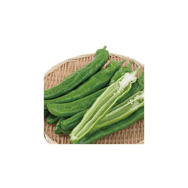 非常に大型で肉厚のトウガラシです。果肉は甘みがあり、タネと白いワタの部分が特に辛いので、用途や好みによって使い分けることができます。【注意事項】※栽培条件（高温・乾燥）により激辛になる場合がございます。※調理の際に、手や調理器具に辛み成分が...