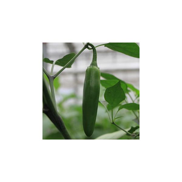 ハラペーニョより辛く、サルサのアクセントに。いり卵と一緒に刻んで炒めるとメキシコのお袋の味。香りが良く、多汁。タネのついているワタ部を除くと辛みは和らぐ。セラノタイプ。