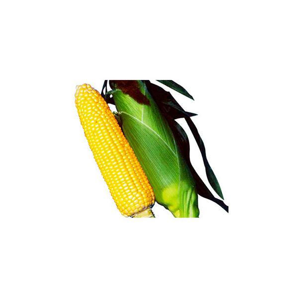 生育日数88日程度の中晩生品種。　さっぱりとした強甘種でボリュームたっぷり。春まきで穂重は450〜500g前後。　粒色も鮮やかな濃黄色で粒皮は柔らかくジューシー。　中間地・暖地では抑制栽培（夏まき秋どり）も可能。抑制栽培の場合、収穫物は強い...