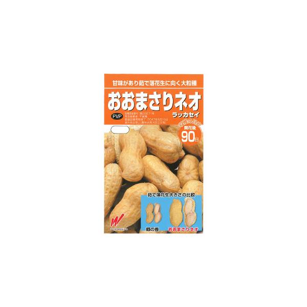 落花生の種　おおまさりネオ（人気！） 落花生「おおまさりネオ」の種を買った｜1袋8粒入っていた - ひだまり
