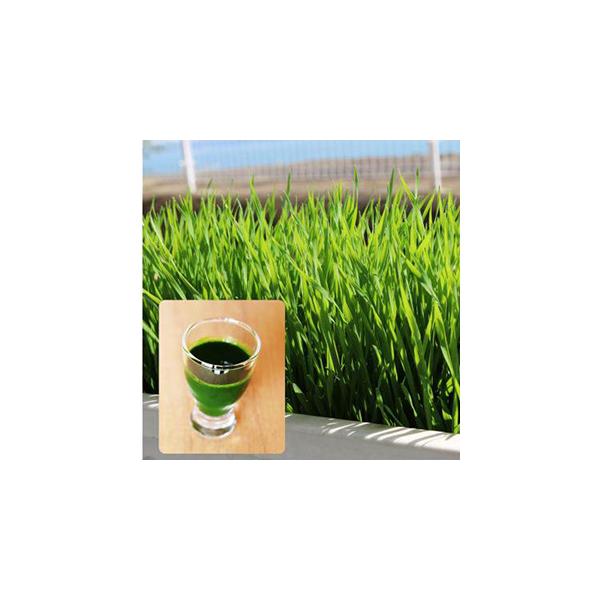 若葉をコールドプレスでジュースにして飲む欧米で人気の健康野菜。栄養バランスに優れる。栽培がカンタンで10日程で収穫できる。