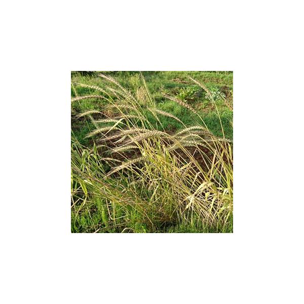 古くから続く小麦の原種。殻が固く農薬なしでも栽培しやすい。