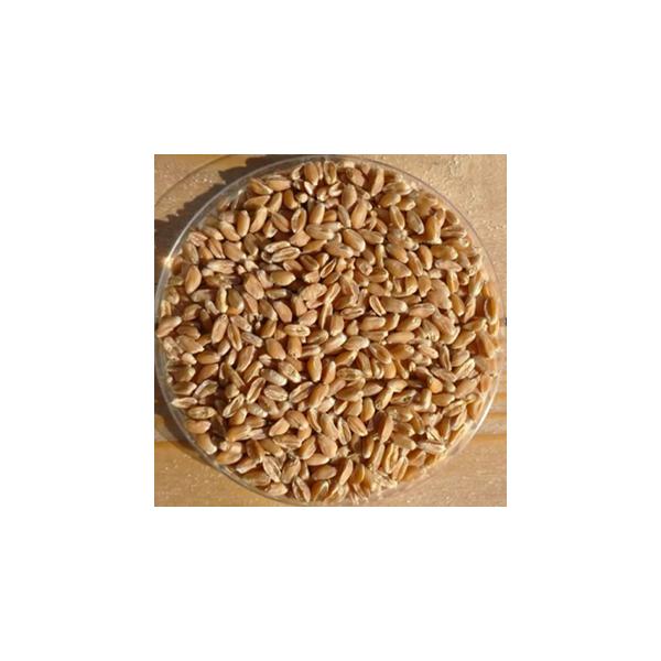 古くから続く小麦の原種「古代小麦/スペルト小麦」。殻が固く、農薬なしでも栽培しやすい小麦です。収穫後は、穂を乾燥させてリースにしたり、ドライフラワーなどと一緒に束ねてスワッグにしても楽しめます。北欧のモビール「ヒンメリ」づくりにチャレンジし...