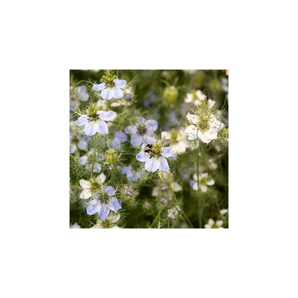 春後半から夏にかけて淡い青色と白の花をつける一年草ですが、環境が合えばこぼれ種で毎年花を楽しむことができます。背丈は30〜50cm程度で観賞用の花やドライフラワーとして人気。栽培方法直播(種が表面から見えなくなるまで土を被せ、株間20〜30...