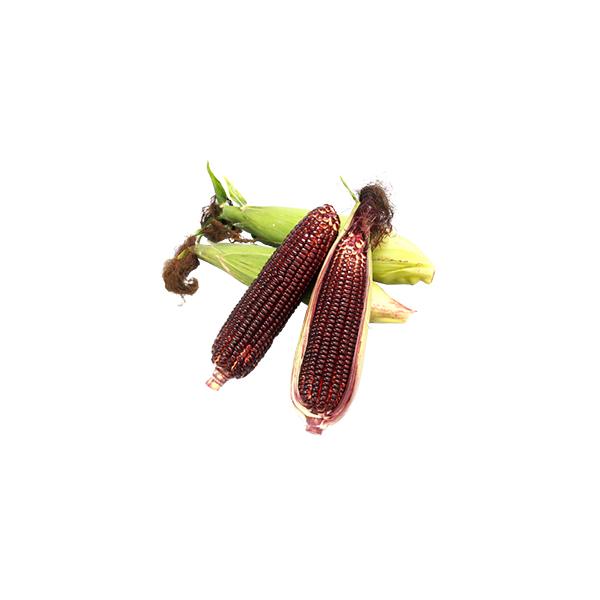 やや糯感があり、食味の良い甘味種。　糖度は16度程度。　穂重は約300g。　濃赤紫で穂先のしまりが良い。　播種後100日程度の晩生種。　草勢は強く、草丈は３mを越えることがある。特に早まきでは長大化するため播種時期に注意する。