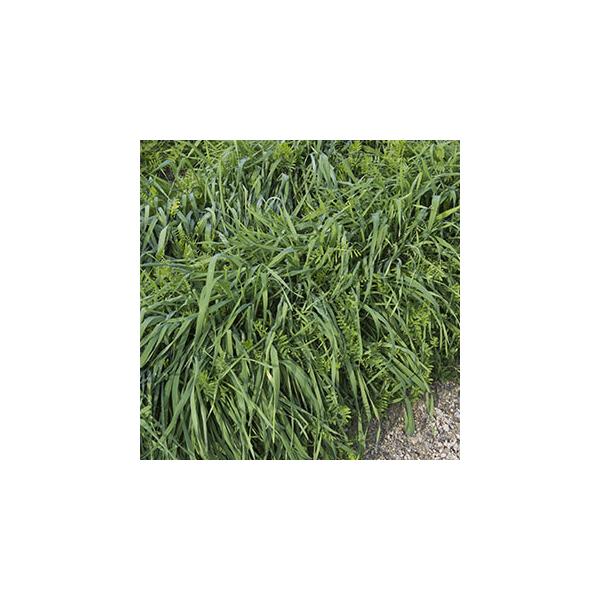 ヘアリーベッチとらい麦を混合したブレンド種子。適期播種では草丈30〜50cm程度になる。雑草を防ぐので除草などの作業手間が最小限で済む初期は生育の早いらい麦で土壌流出を防止して、後半はヘアリーベッチが隙間を覆い、「シアナミド」によるアレロパ...