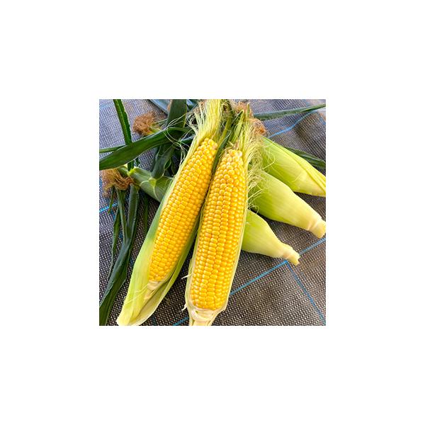 【特性】　86日タイプの中早生イエロー種。トンネル〜露地マルチ栽培に好適(露地の遅い作型には「(初代)おおもの」が適する)。　低温期でも高い発芽能力を持つ。　生育が旺盛で、根張り良く、倒状耐性も強い。　穂重450g前後。草丈は180cmほど...