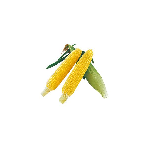 【特性】　生育日数87〜88日で、発芽・初期生育は安定しており、栽培しやすい。　長めの穂長で、穂重400〜450ｇ前後と大きく、先端稔実にも優れる。　粒色は濃い鮮黄色で、甘みが強くジューシー。　初夏〜盛夏まき、秋収穫の抑制栽培も可能。　　【...