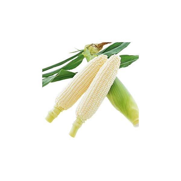 【特性】熟期は88日タイプのホワイト品種。ボリュームがあり皮付重で400g以上になる。粒皮軟らかで糖度が高く、濃厚な甘さがある。草丈は露地栽培で200cm程度になる。栽培のポイント周りに飼料用はもちろん、イエローやバイカラーのトウモロコシ品...