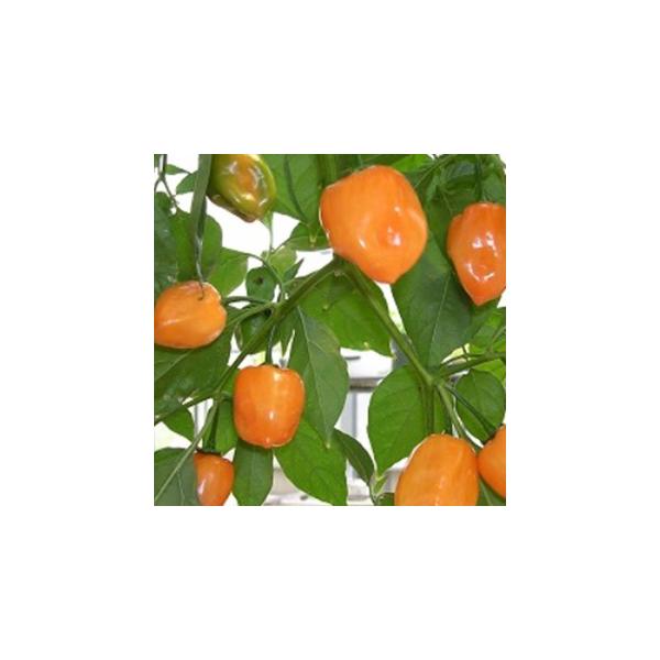 １、木箱等に種子をばら撒きし、ビニール等で保温します。または温床で育苗します。発芽に日数がかかります。２、本葉４〜５枚の頃、プランターや畑に60ｃｍ間隔で植え付けます。【利用方法】衝撃的な辛さとフルーティーな香りが特徴の激辛トウガラシです。...