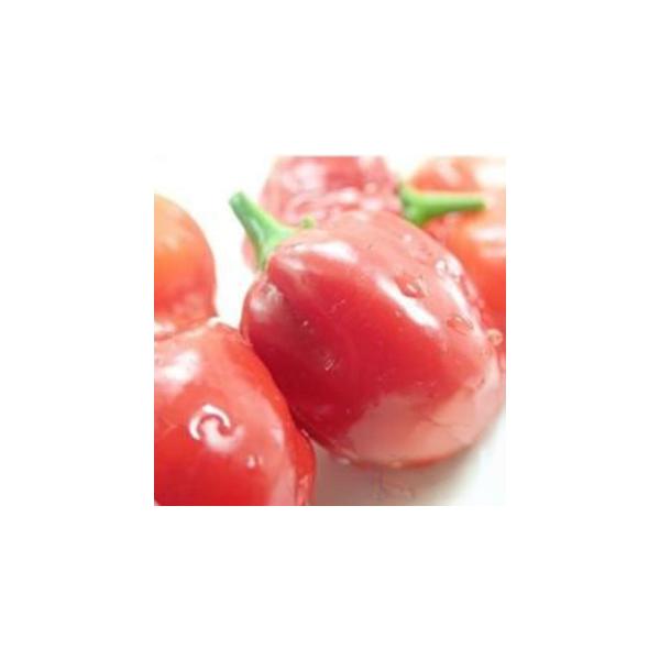 １、木箱等に種子をばら撒きし、ビニール等で保温します。または温床で育苗します。発芽に日数がかかります。２、本葉４〜５枚の頃、プランターや畑に60ｃｍ間隔で植え付けます。【利用方法】衝撃的な辛さとフルーティーな香りが特徴の激辛トウガラシです。...