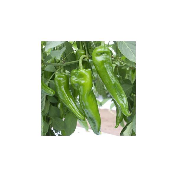 ・中華料理にピーマンの様な食感と辛さを添える。香りとほんのり甘みあり、肉厚で食べ応えがある。・タネのみ除き、タネのついているワタ部は除かずそのまま調理すると香りと辛さを味わえる。中国大牛角椒タイプ。栽培上の注意・枝が分かれるたびに花が付くの...