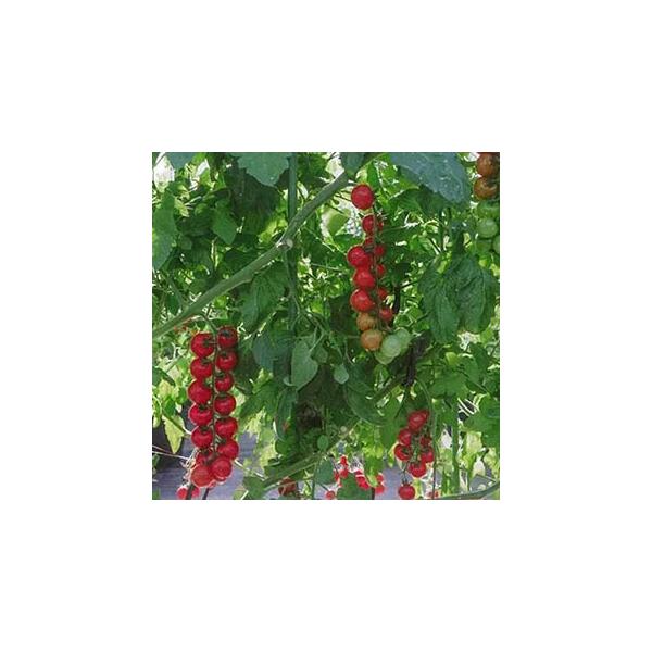 ミニトマトの種 サンチェリーライズで育てやすさ抜群