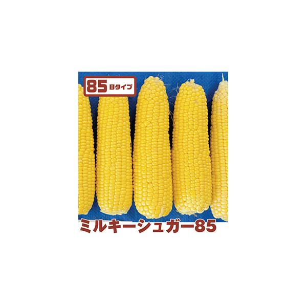 播種後85日目安で収穫可能。早生〜中生の作型で使用する。低温条件でも発芽力があり、特に早春に播種する方におすすめ。穂重は450g以上と２L比率が高い。皮が薄くて食感が良い。高糖度で食味◎。先端不稔は他品種に比べ発生しにくい。穂を包む葉が大き...