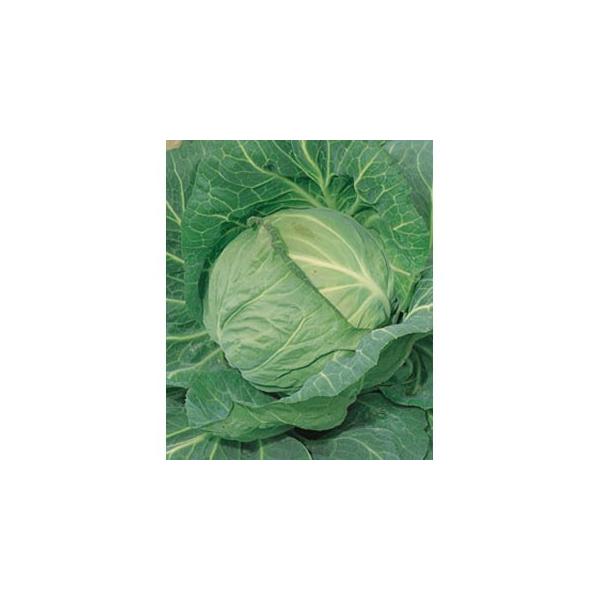 Lxc̎ tЂ莵 (DF 1.8ml)