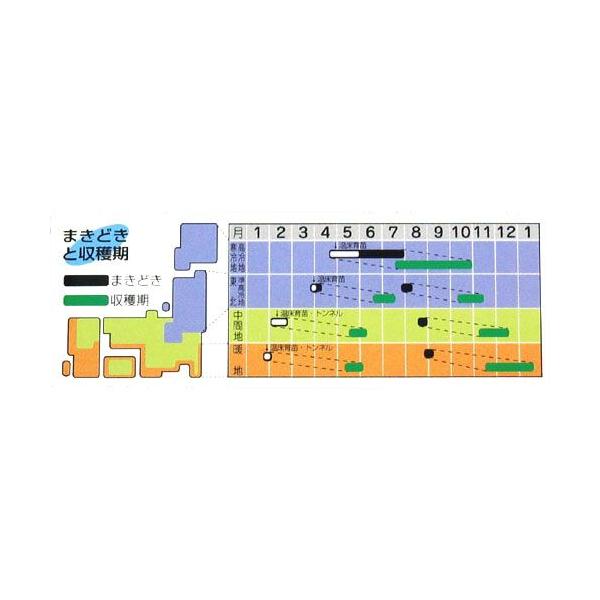 白菜の種 オレンジクイン ペレット100粒 野菜の種 Buyee Buyee Japanese Proxy Service Buy From Japan Bot Online