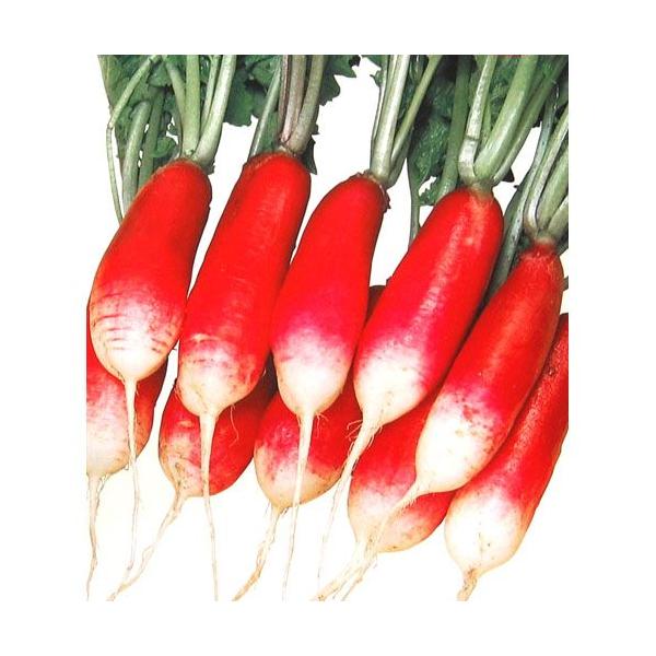 \卪̎ g  10ml ( ؂̎ )