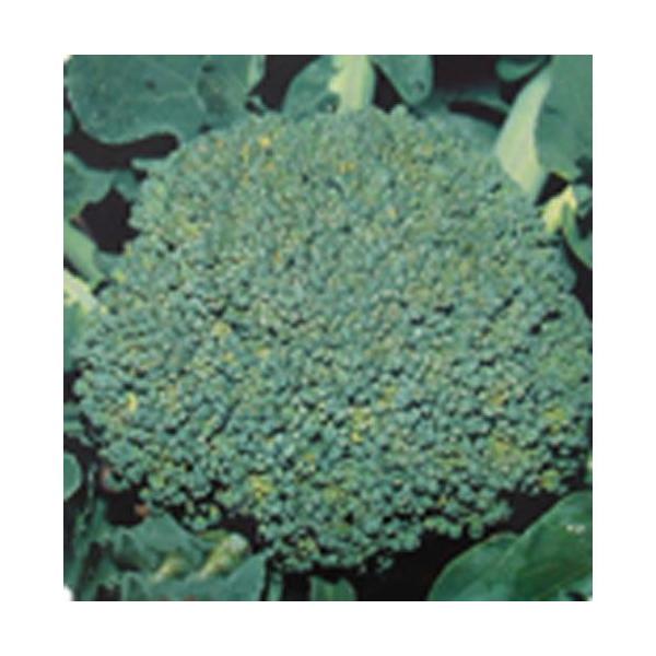 ブロッコリーの種 ドシコ 2ml ( 野菜の種 ) :2246123:菜園くらぶ Yahoo!店 - 通販 - Yahoo!ショッピング ブロッコリーの種 ドシコ 2ml ( 野菜の種 ) :2246123:菜園くらぶ Yahoo!店 - 通販 - Yahoo!ショッピング