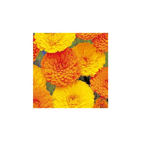 LZJ̎ X^[  i ᵉԂ̎ j