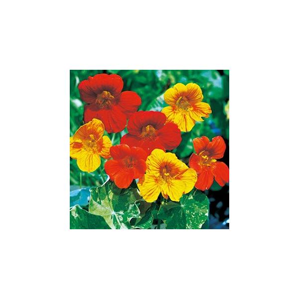 @   AXJ   ܁i15j i @Ԃ̎ j