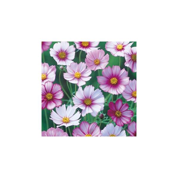 RXX̎ sReB ܁i80j i H j