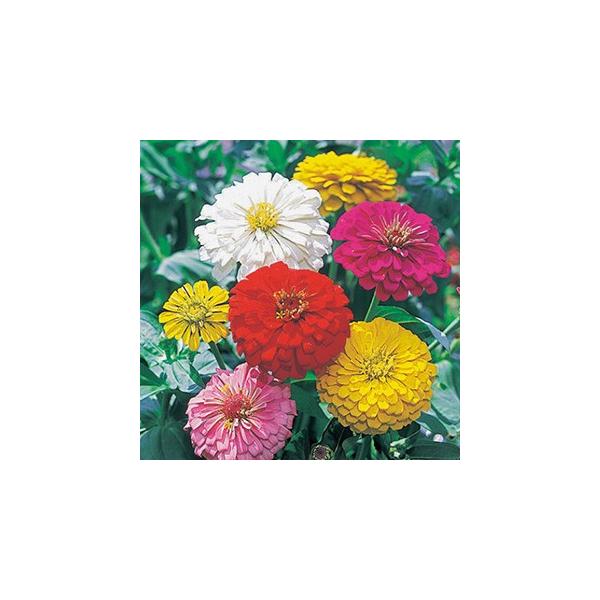 ダリア 種 種の人気商品 通販 価格比較 価格 Com