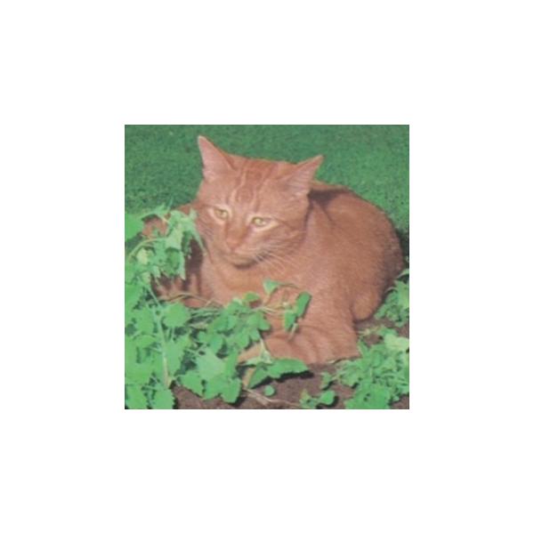 n[u̎ Lbgjbv  ( ؂̎ )