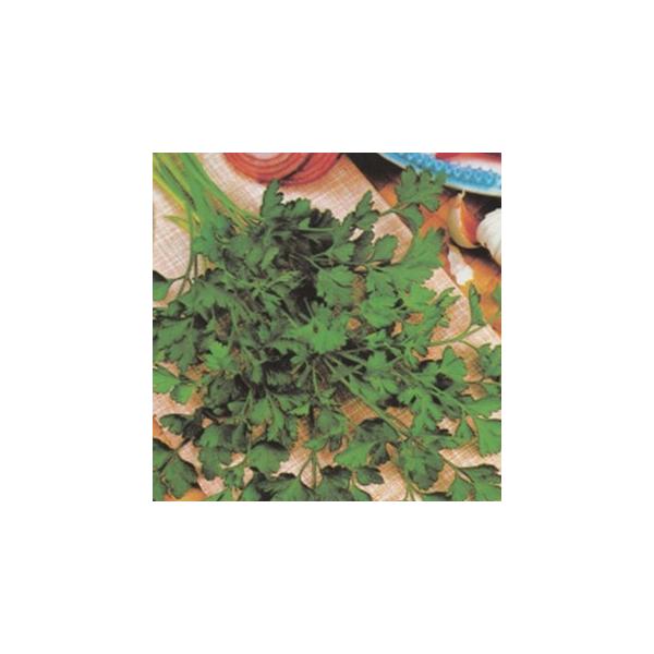 n[u̎ C^ApZ ܁icqj ( ؂̎ )