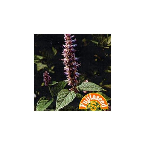 n[u̎ q\bv  ( ؂̎ )