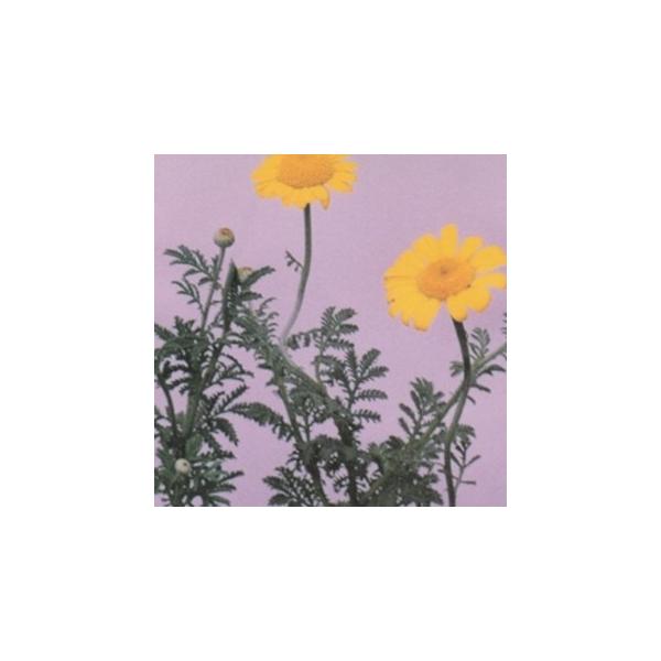 n[u̎ _C[YJ~[  ( ؂̎ )